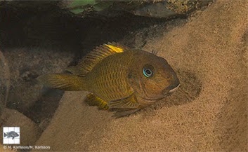 Tropheus sp. 'crescentic' Segunga (south)